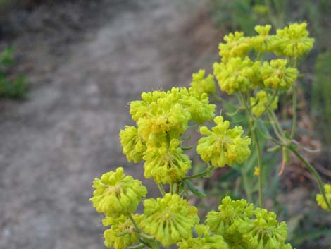 Sulphur-flower Buckwheat (Eriogonum umbellatum)