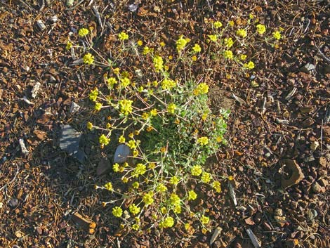 Sulphur-flower Buckwheat (Eriogonum umbellatum)