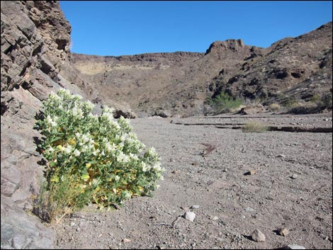 Desert Stingbush (Eucnide urens)