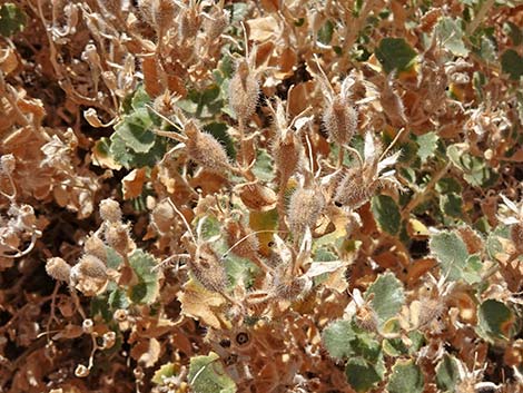 Desert Stingbush (Eucnide urens)