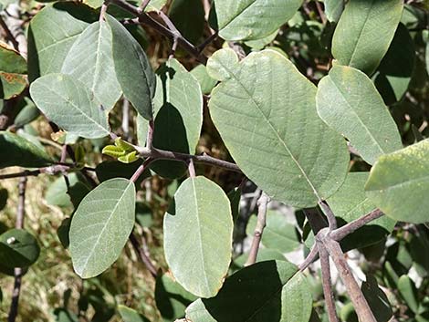 California Coffeeberry (Frangula californica)