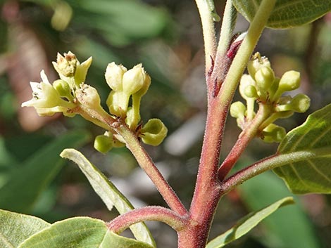 California Coffeeberry (Frangula californica)