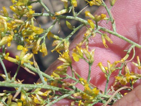 Threadleaf Snakeweed (Gutierrezia microcephala)