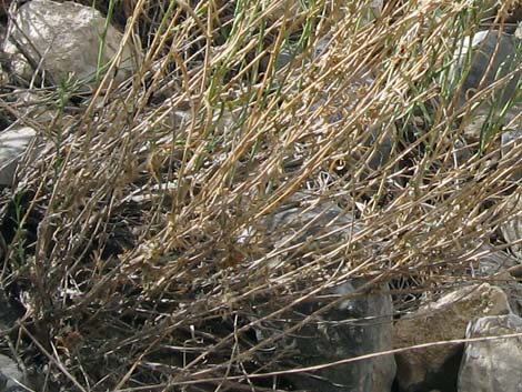 Threadleaf Snakeweed (Gutierrezia microcephala)