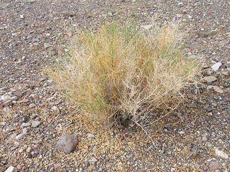 Burrobrush, Cheeseweed (Hymenoclea salsola)