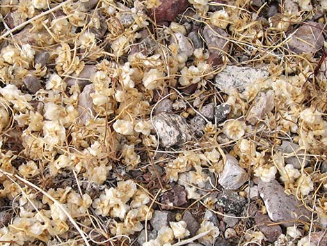 Burrobrush, Cheeseweed (Hymenoclea salsola)