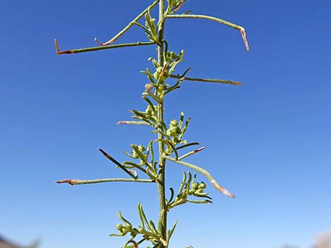 Burrobrush (Cheeseweed) (Hymenoclea salsola)