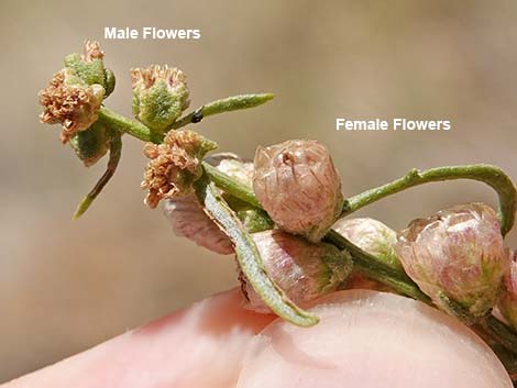 Burrobrush (Cheeseweed) (Hymenoclea salsola)