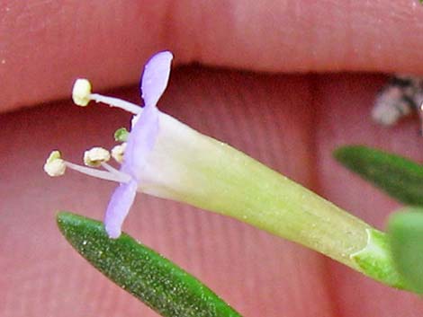 Anderson's Desert-thorn (Lycium andersonii)