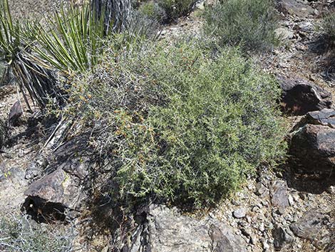 Anderson's Desert-thorn (Lycium andersonii)