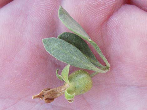 Pale Desert-thorn (Lycium pallidum).