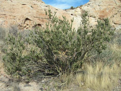 Sandpaper Bush (Mortonia utahensis)1