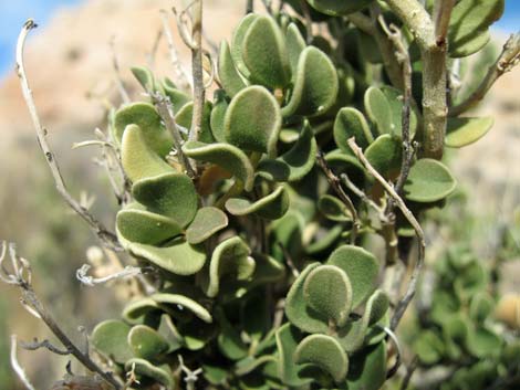 Sandpaper Bush (Mortonia utahensis)