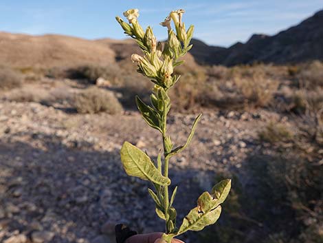 Desert Tobacco (Nicotiana obtusifolia)