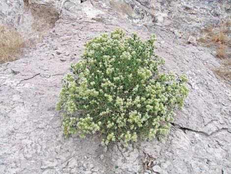 Shinyleaf Sandpaper Plant (Petalonyx nitidus)
