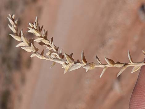 Thurber's Sandpaper Plant (Petalonyx thurberi)