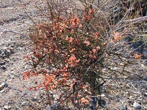 Mistletoe (Arceuthobium spp.)