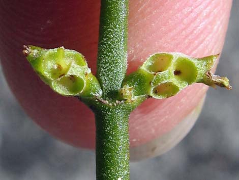 Mesquite Mistletoe (Phoradendron californicum)