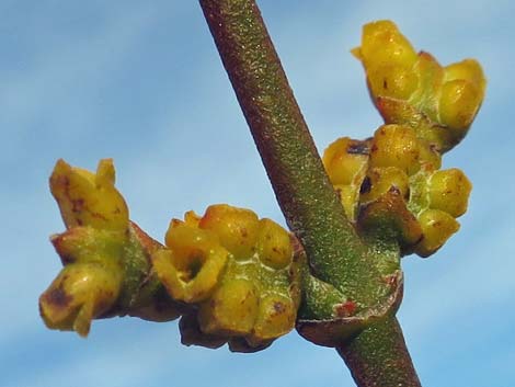 Mesquite Mistletoe (Phoradendron californicum)