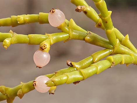 Juniper Mistletoe (Phoradendron juniperinum)