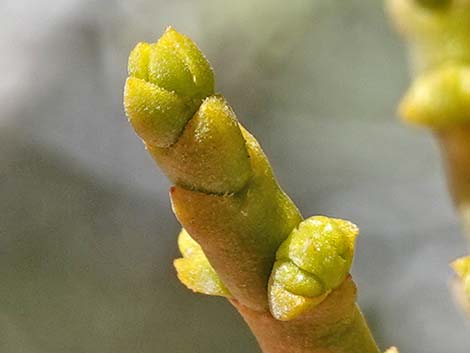 Juniper Mistletoe (Phoradendron juniperinum)