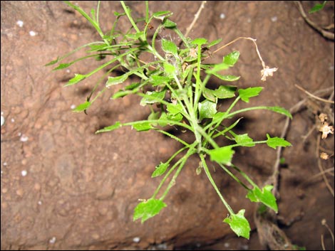 Bush Arrowleaf (Pleurocoronis pluriseta)