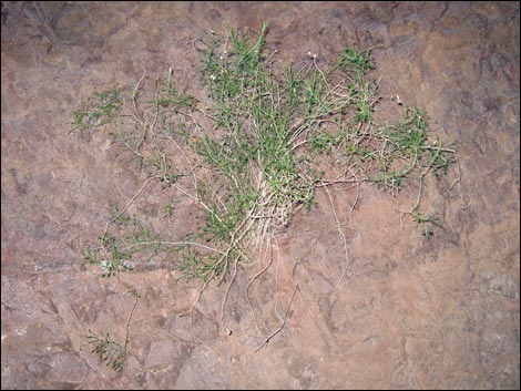 Bush Arrowleaf (Pleurocoronis pluriseta)