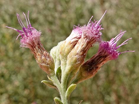 Arrowweed (Pluchea sericea)