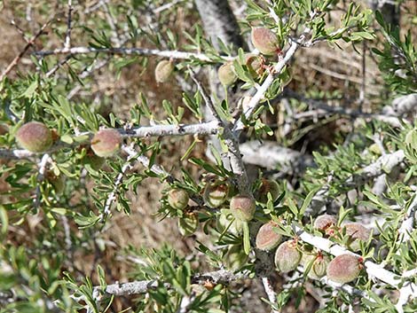 Desert Almond (Prunus fasciculata)
