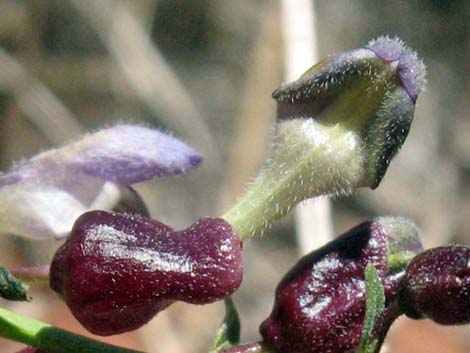 Mexican Bladdersage (Salazaria mexicana)