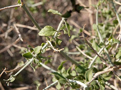 Mexican Bladdersage (Salazaria mexicana)