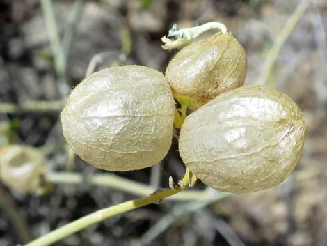 Mexican bladdersage (Salazaria mexicana)