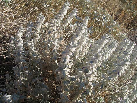 Death Valley Sage (Salvia funerea)