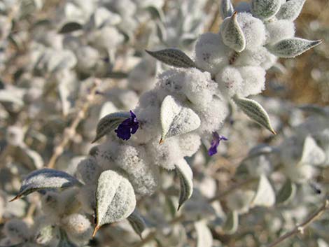 Death Valley Sage (Salvia funerea)