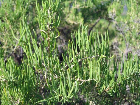 Greasewood (Sarcobatus vermiculatus)