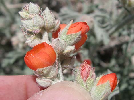 Gooseberryleaf Globemallow (Sphaeralcea grossulariifolia)