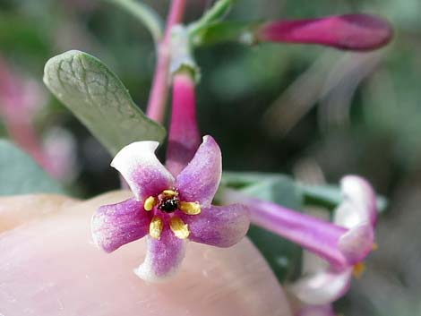 Desert Snowberry (Symphoricarpos longiflorus)