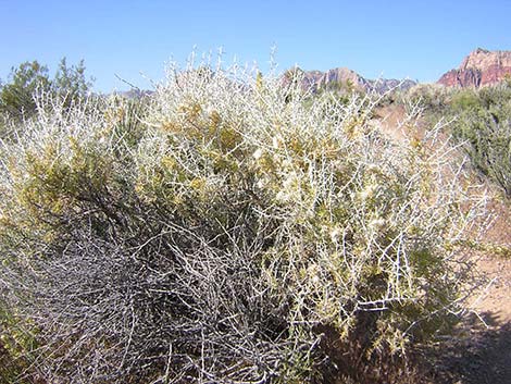 Mojave Cottonthorn (Tetradymia stenolepis)