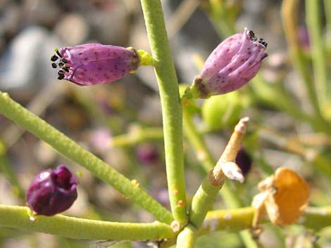 Turpentinebroom (Thamnosma montana)