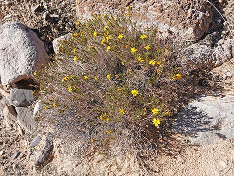 Dogweed Pricklyleaf (Thymophylla acerosa)