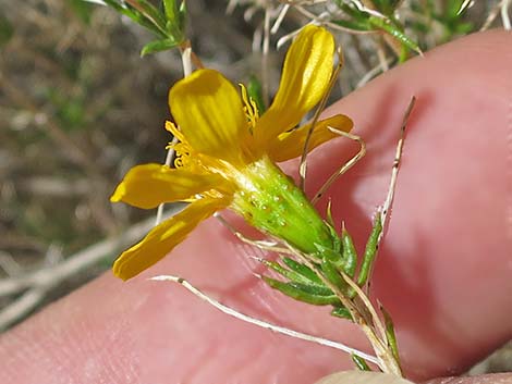 Dogweed Pricklyleaf (Thymophylla acerosa)