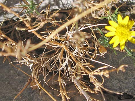Spiny Goldenweed (Xanthisma spinulosum)