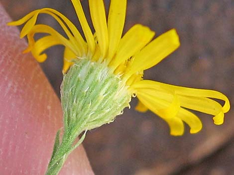 Spiny Goldenweed (Xanthisma spinulosum)