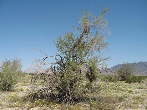 Ironwood Tree (Olneya tesolata)