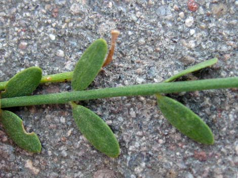 Foothill Paloverde (Cercidium microphyllum)