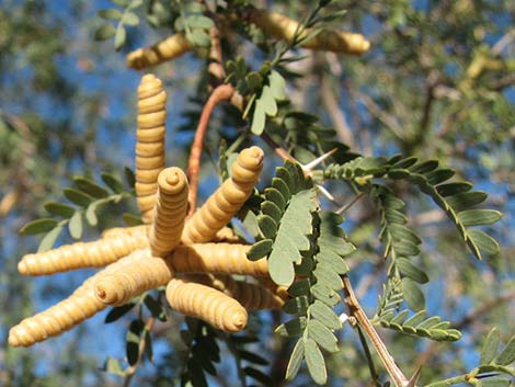Screwbean Mesquite (Prosopis pubescens)