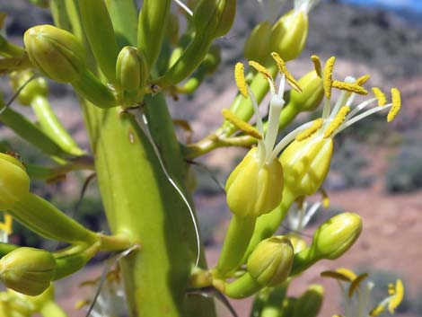 Clark Mountain Agave (Agave utahensis var. nevadensis)