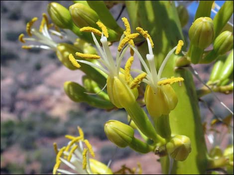 Clark Mountain Agave (Agave utahensis var. nevadensis)