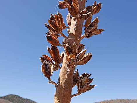 Utah Agave (Agave utahensis var. utahensis)