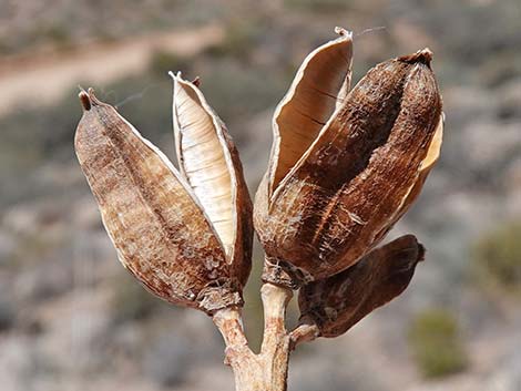 Utah Agave (Agave utahensis var. utahensis)